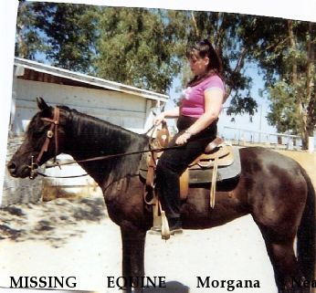 MISSING EQUINE Morgana Near Orangevale, CA, 95662